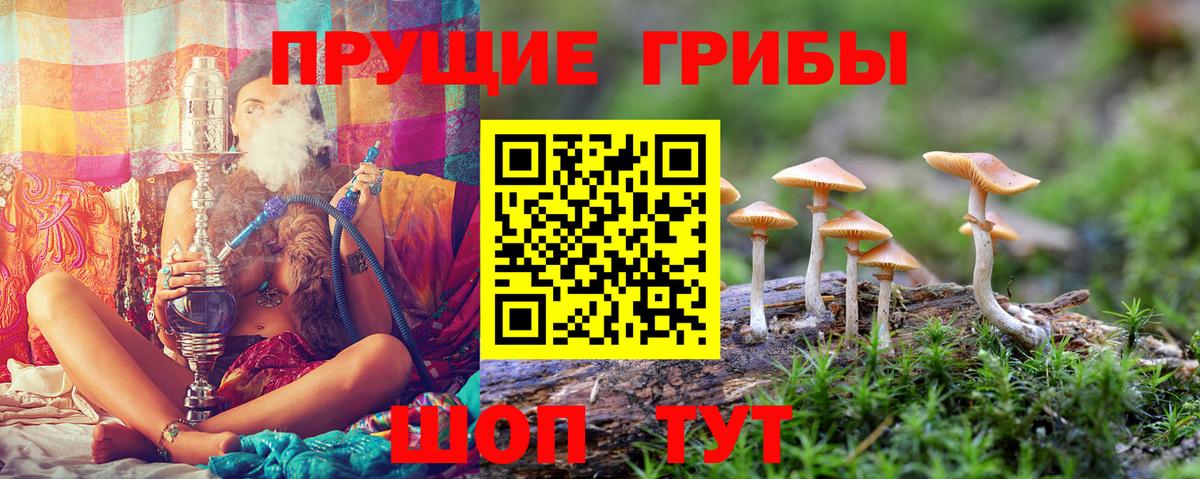 Карасук  Псилоцибиновые грибы Magic Shrooms  Вход с VPN  Галлюциногенные грибы Psilocybine cubensis 