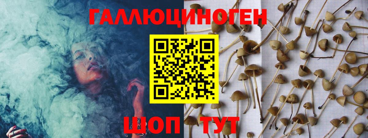 Галлюциногенные грибы Psilocybine cubensis Карасук